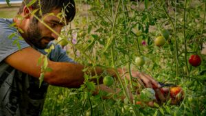Agentes patógenos en hortalizas y frutas frescas: Control oficial.