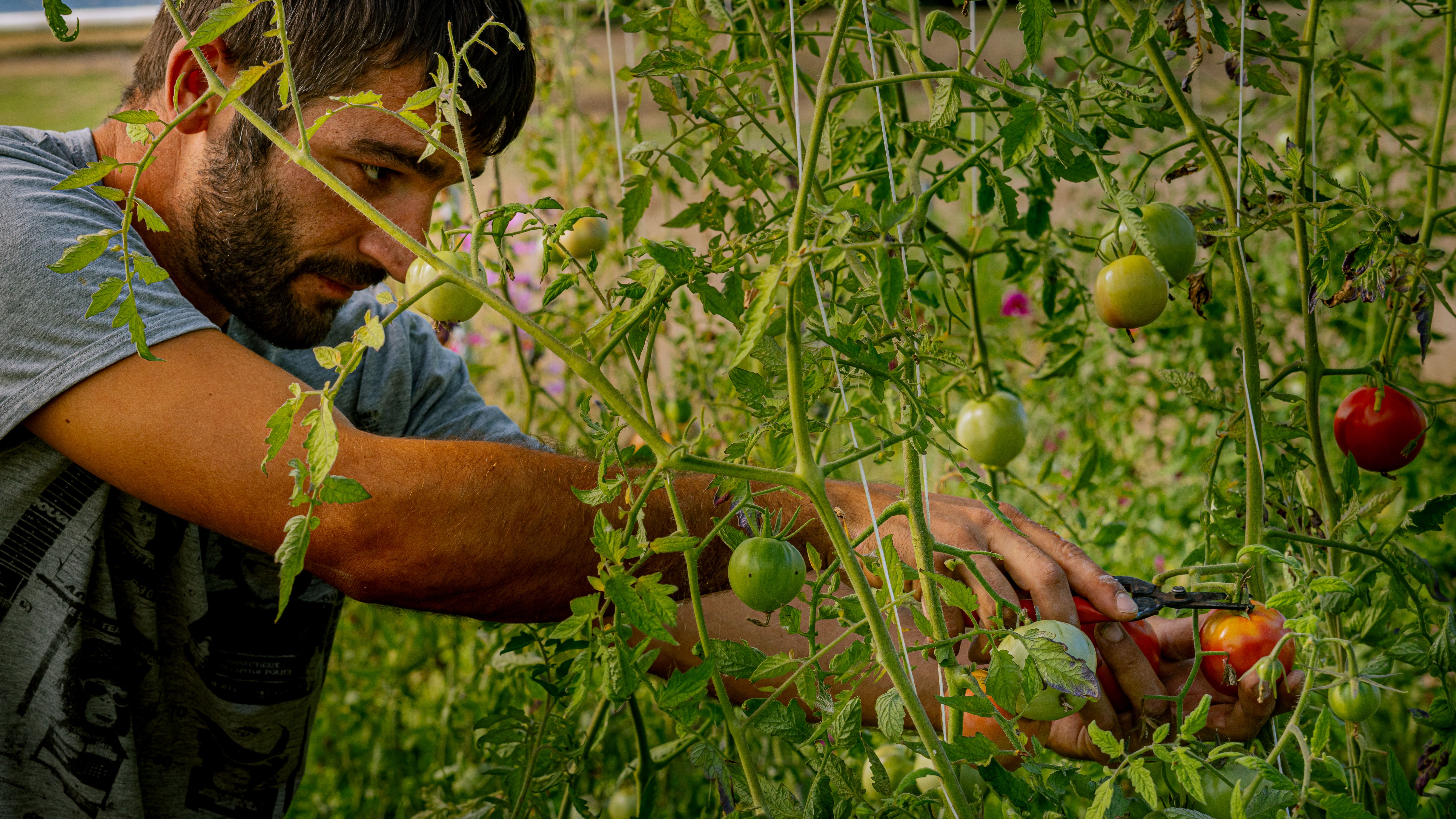 A dedicated farmer harvesting ripe tomatoes in Saint-Sulpice-de-Guilleragues, France.
